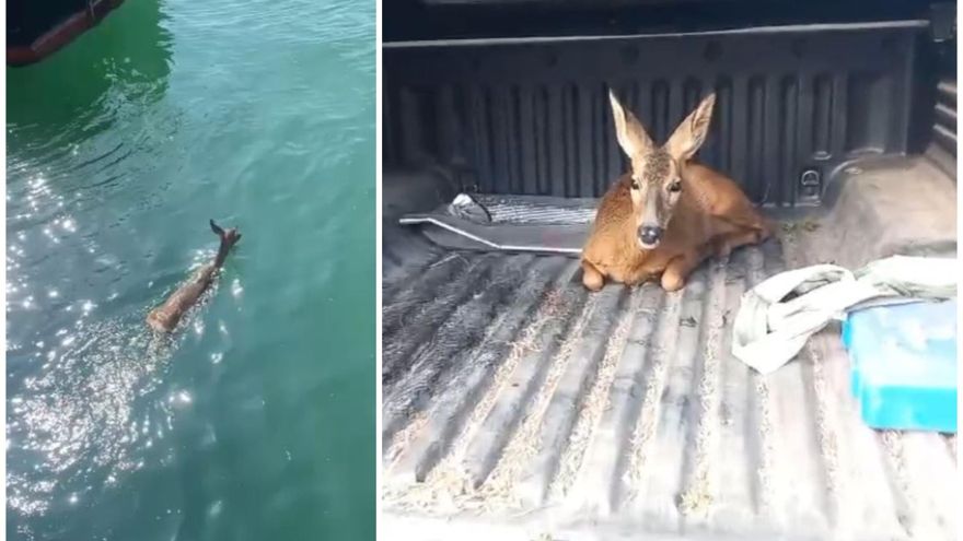 Vídeo: El corzo rescatado en el PortCastelló ya se encuentra en libertad