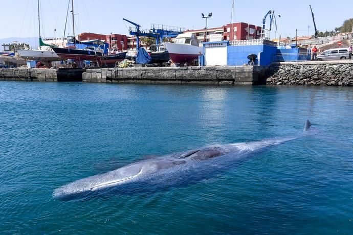 TELDE  13-03-19   TELDE. Localizan a una ballena cachalote hembra de nueve metros muerta flotando en la costa de Telde, la cual fue trasladada hasta el muelle de Taliarte a la espera de sus traslado al vertedero de Juana Grande donde le practicaran la necropsia. FOTOS: JUAN CASTRO