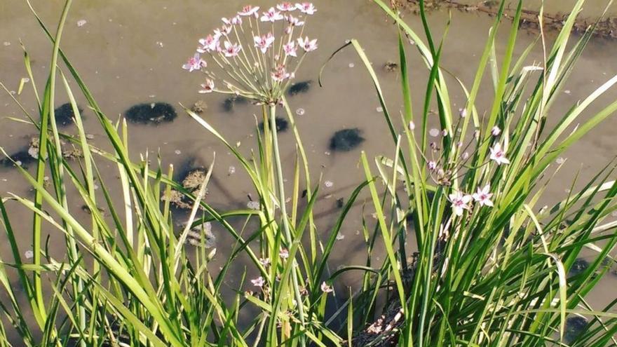 El Parc Natural del Montgrí replanta jonc florit, una espècie en perill d’extinció