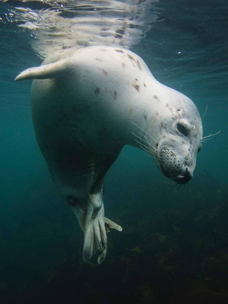 Scratchy Seal