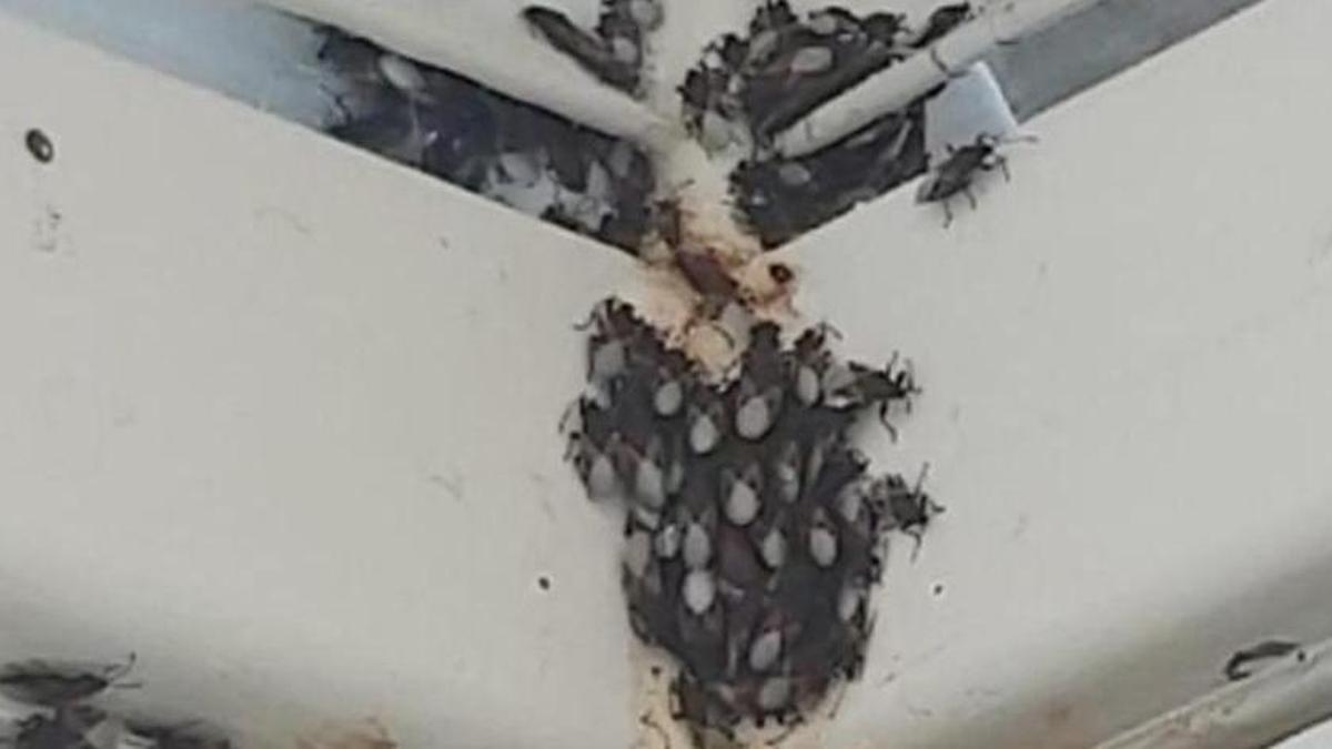 Nido de chinches en las instalaciones de los baños de la EMT de València