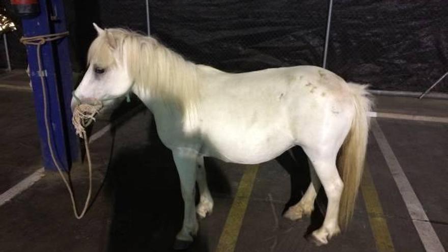 Un poni a la fuga en Paterna