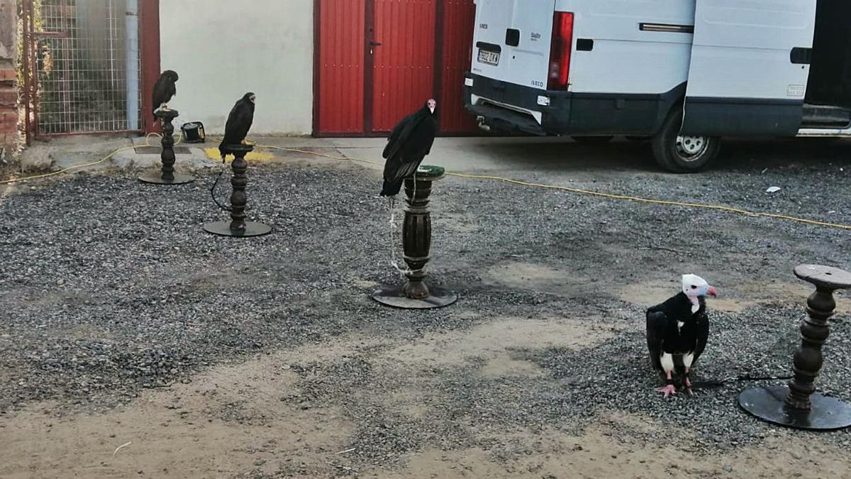 Las aves que formaron parte de la exhibición. | Cedida