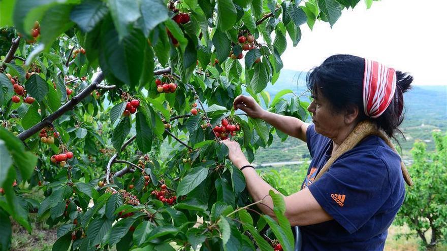 La Unión denuncia el &quot;fracaso&quot; del nuevo seguro para los cereceros cacereños