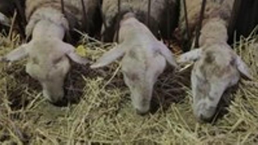 Projecció de documental: Dones pastores al Penedès