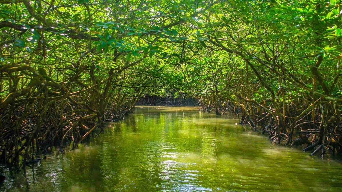 Manglar colombiano