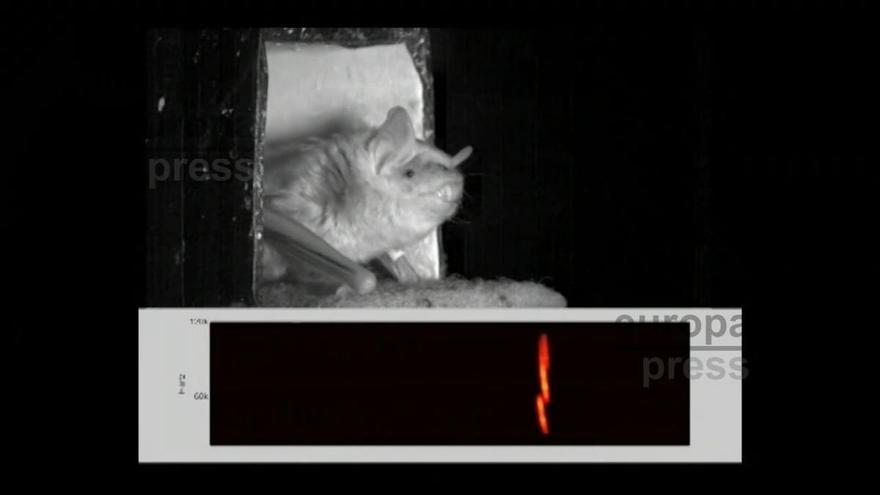 Grabaciones neuronales explican el sónar del murciélago