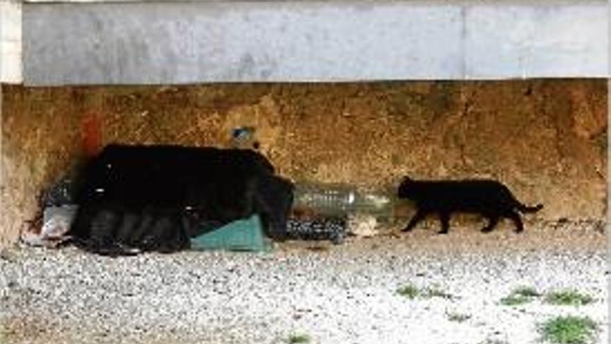 Una colònia de gats al riu Onyar de Girona, en una foto d&#039;arxiu.