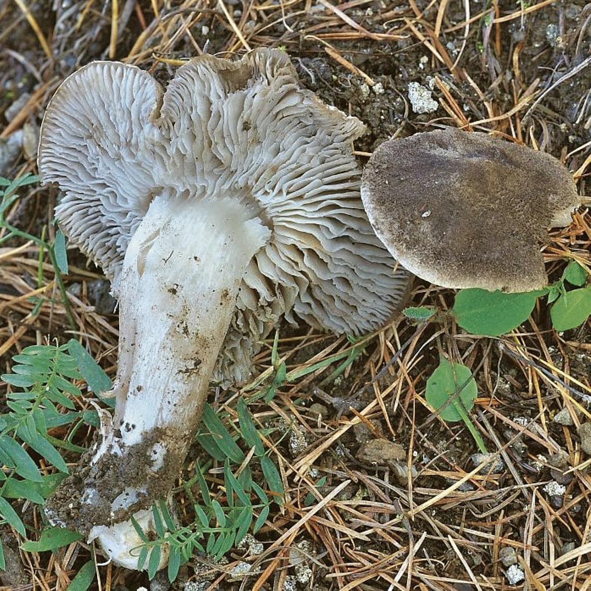 ‘Gírgola d’estepa’: Sale cuando empieza a hacer frío, al final de la temporada. Crece en grupos muy numerosos. Se pueden consumir en guisos, arròs brut, cocas, etc. Son muy sabrosas.