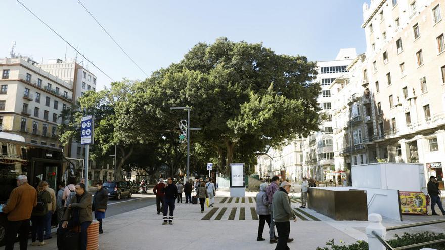 El árbol centenario en el que se va a realizar el espectáculo.