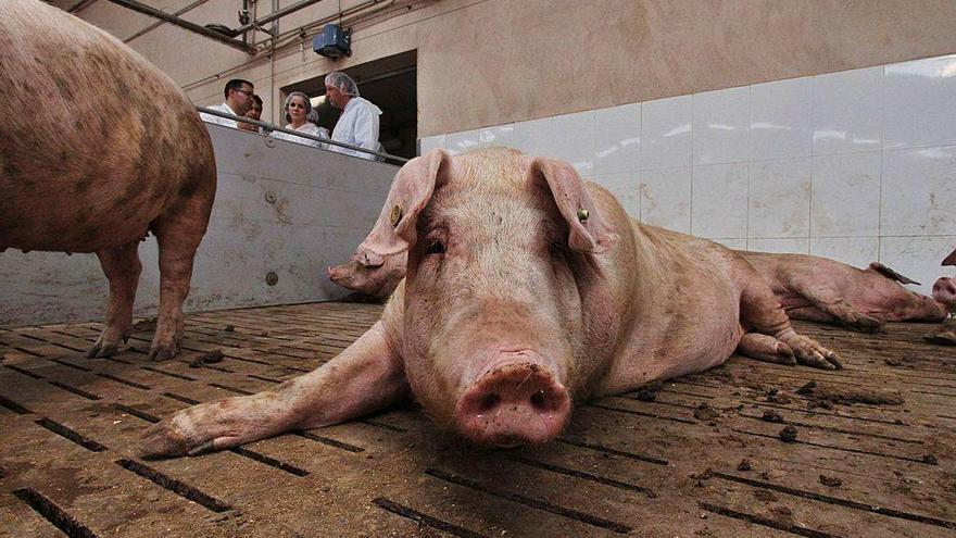 Un cerdo descansa en una granja.