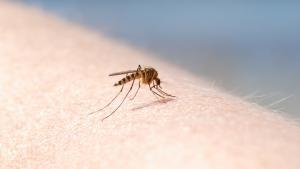 Parets pren mesures preventives contra la propagació del mosquit tigre en quinze espais de la ciutat