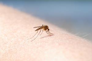 Catalunya patirà aquest setembre més mosquits que en tot l’estiu