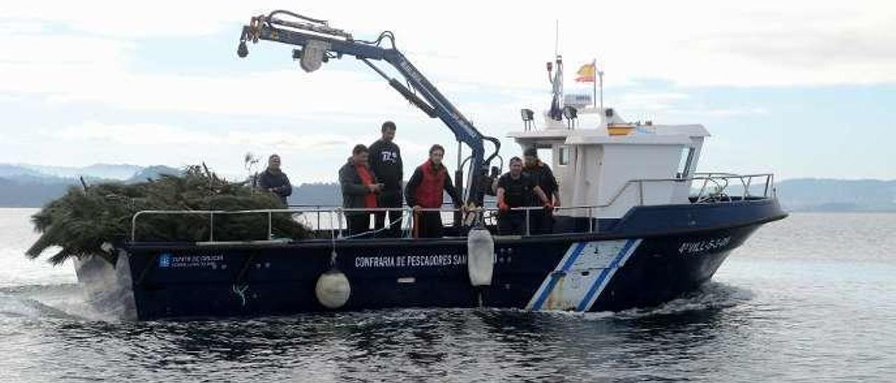 La iniciativa pretende favorecer la cría de chopo en la ría. // NP