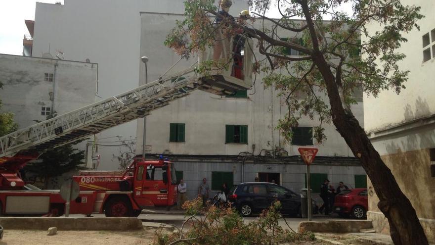 Momento de inicio de la tala del árbol