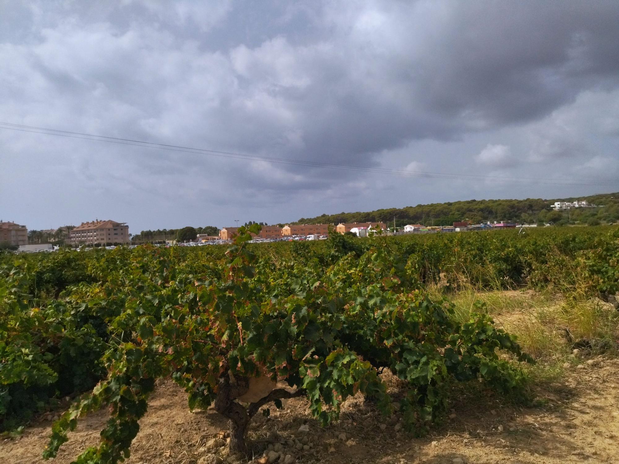 Resistencia y abandono en el paisaje protegido de viñedos de Teulada Moraira