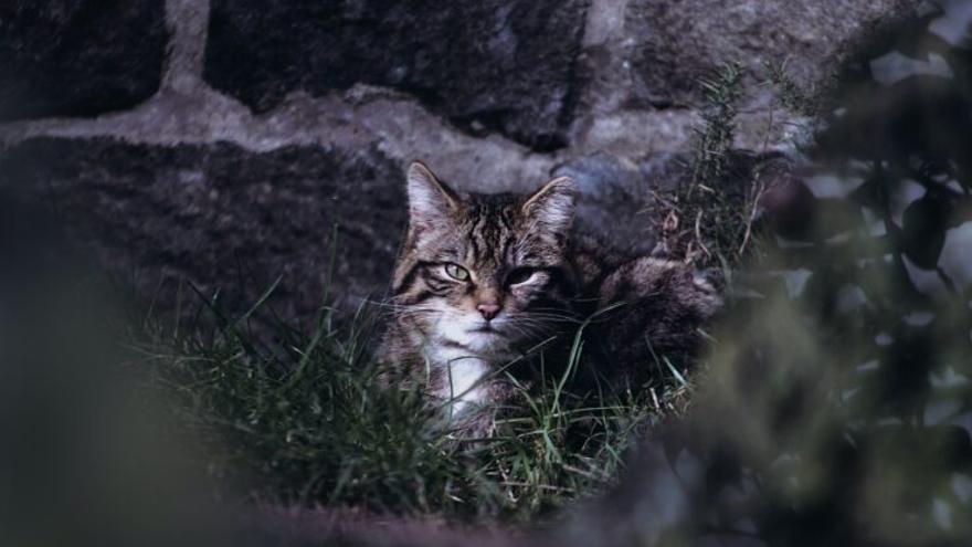 El gato montés, en peligro de extinción: el ser humano provoca el 83% de las muertes.