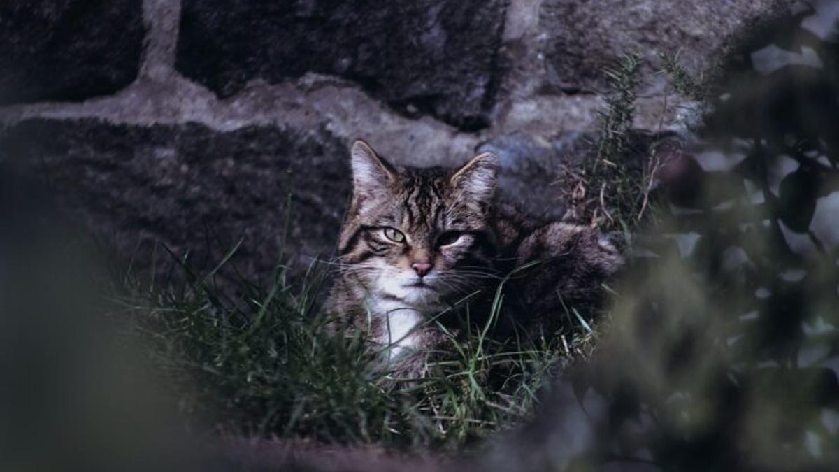 El gato montés, en peligro de extinción: el ser humano provoca el 83% de las muertes.