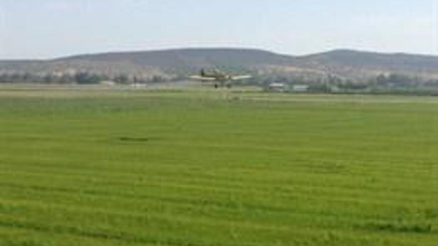 Comienza la campaña contra la pudenta en las 24.000 hectáreas dedicadas al arroz en Extremadura