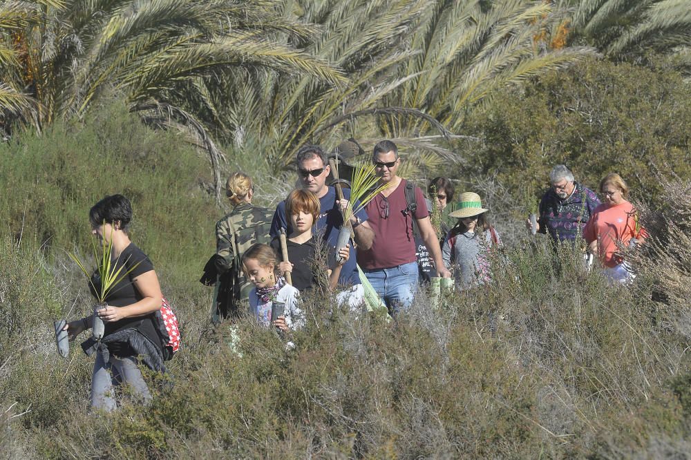 Reforestación en el Clot de Galvany, en imágenes