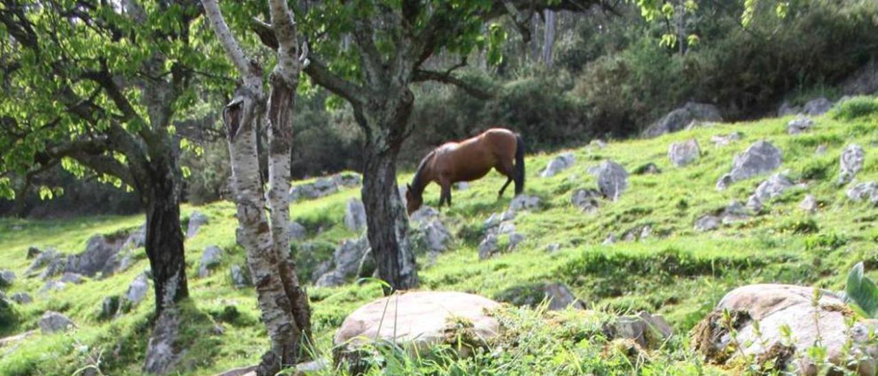 Calero de Ca Tan de Agüera.