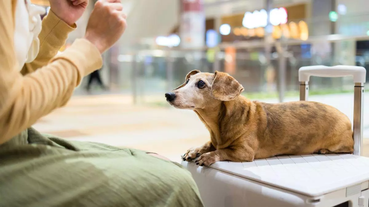 Viajar con tu mascota en la UE: qué exige la ley sobre el registro de viajes (y qué no)