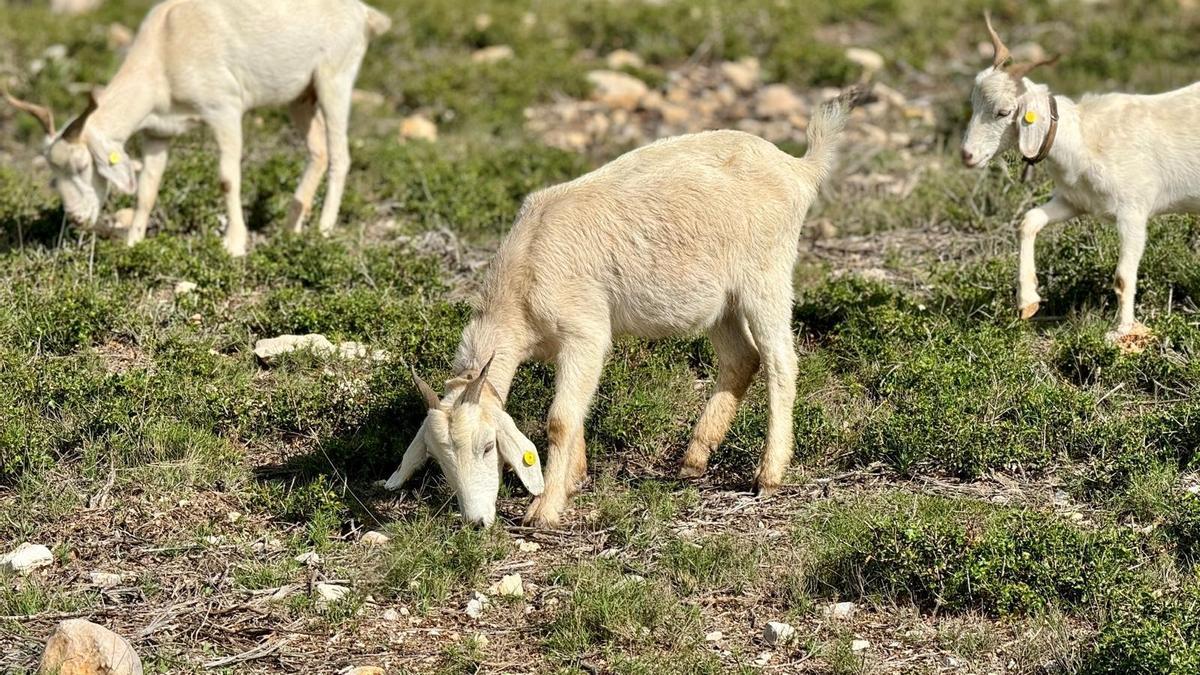 Un rebaño de cabras está actuando en el control de la vegetación en el Mas d’Ascle de Alcalà de Xivert.