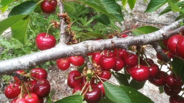 Cerezas de Planes.
