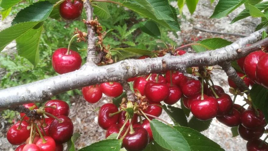 Cerezas de Planes.