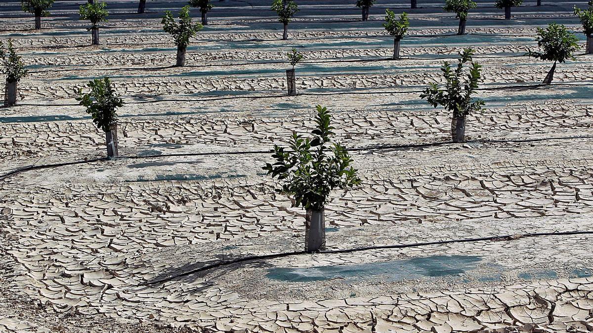 La desertifIcación, el enemigo silencioso que a nadie importa  | EFE