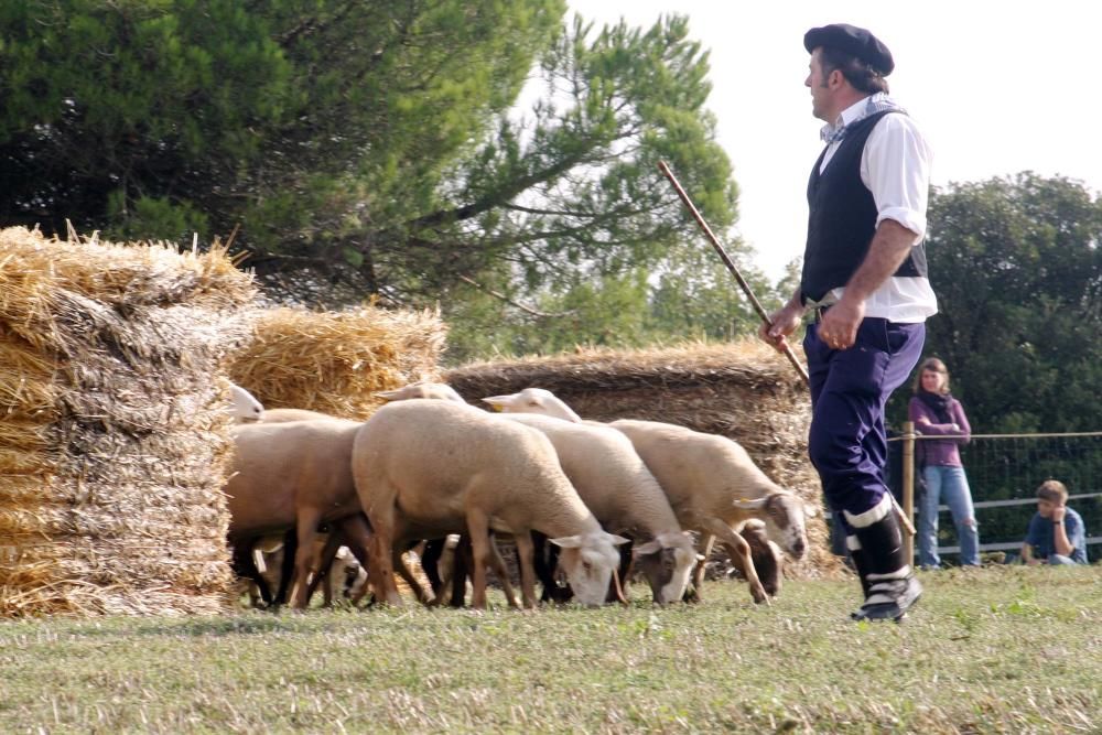 Concurs de gossos d''atura de Castellterçol