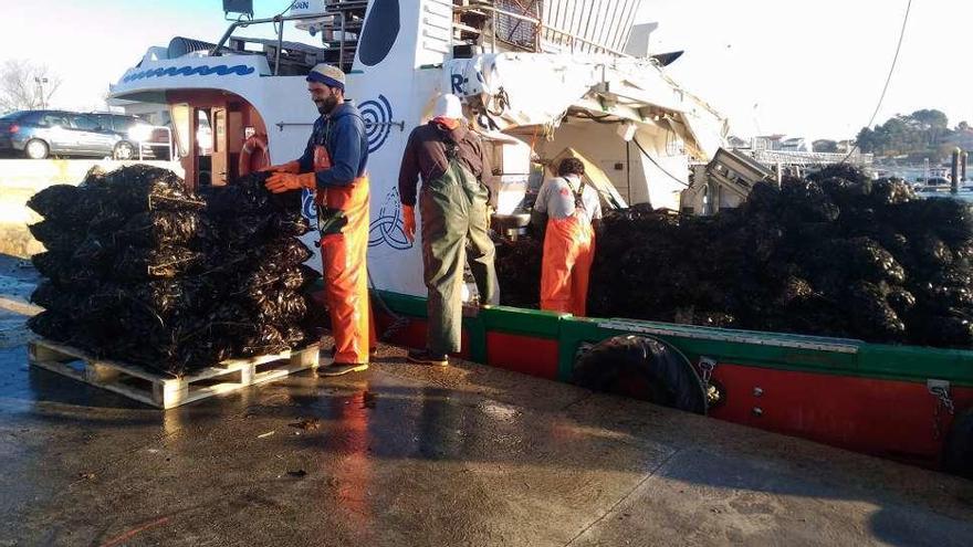 Descargas de mejillón en Porto Meloxo (O Grove), ayer. // Muñiz