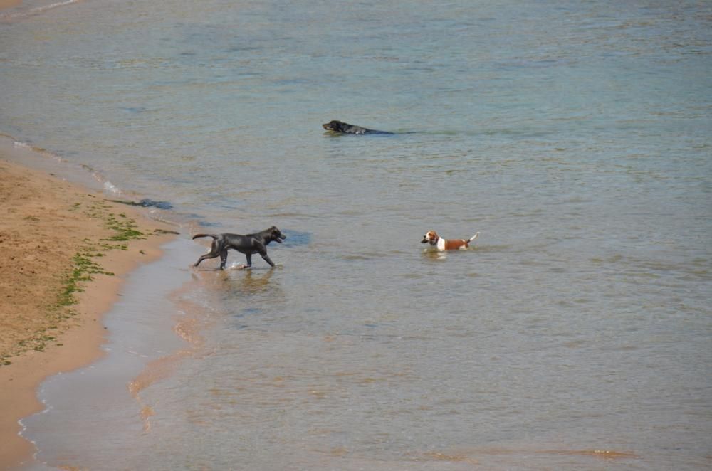 Platja per a gossos a l''Escala