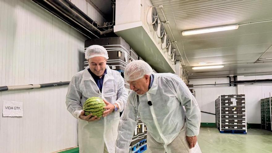 La Región de Murcia prevé producir más de 259.000 toneladas de sandía en 2026