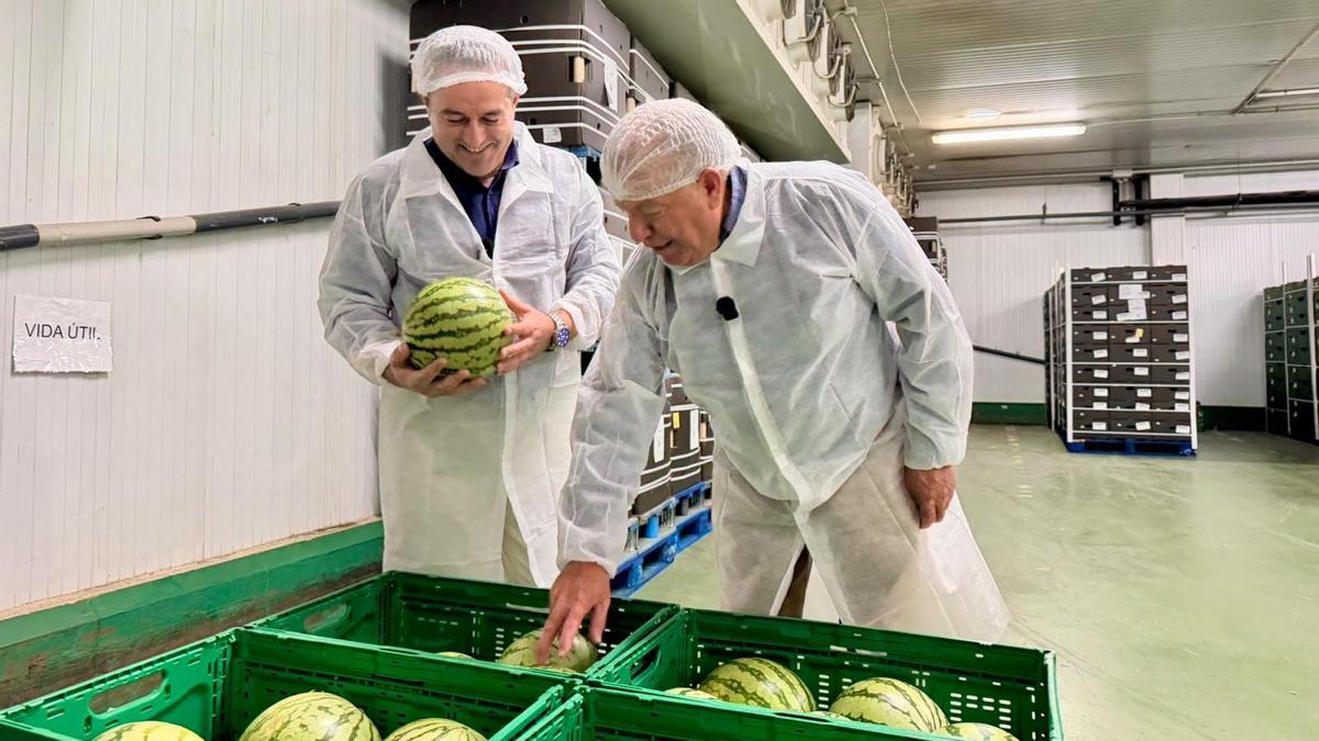 El consejero Joaquín Buendía en la visita a la empresa Pozo Sur, donde se trabaja en la campaña de sandía.