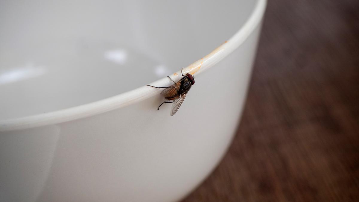 La bebida que espanta a las moscas de nuestra casa: por fin podemos dejar la ventana abierta