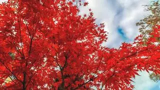Los árboles que se vuelven más espectaculares en otoño y puedes ver en España
