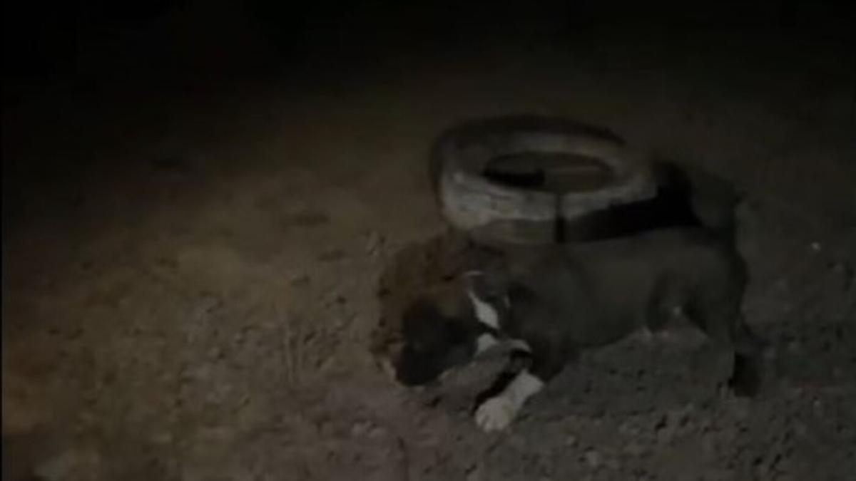 Bambam, el perro que apareció atado a un neumático y busca familia.