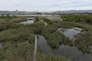 El fràgil equilibri natural del delta del Llobregat, amenaçat per l’ampliació de l’aeroport del Prat