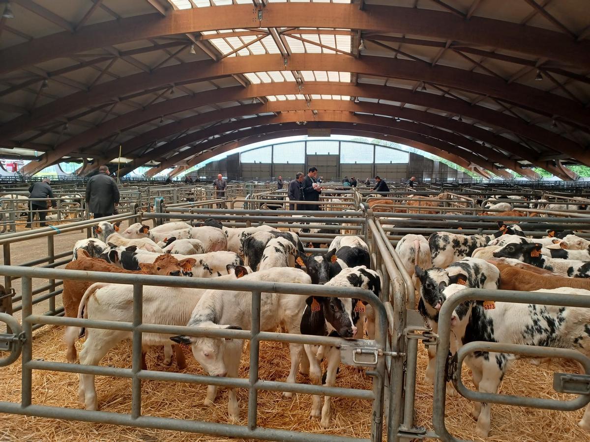 El mercado de ganado de los jueves en Siero: así operan los tratantes en la cita del recinto poleso