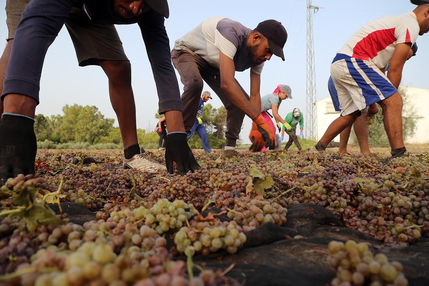 La pasera más grande del mundo está en Montilla