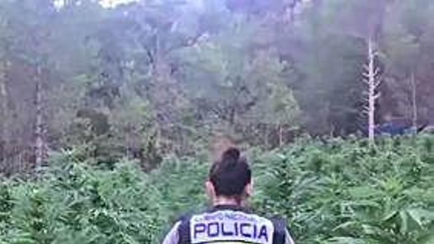 Desmantelada una banda en Aragón que taló un bosque para plantar marihuana