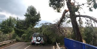 Árboles caídos y vientos huracanados; la borrasca Hortense aparece con fuerza en Castellón