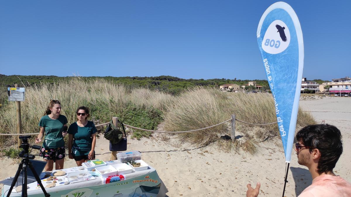 El GOB centra su campaña &#039;SOS Posidonia&#039; en Artà, Alcúdia, Palma y Sóller