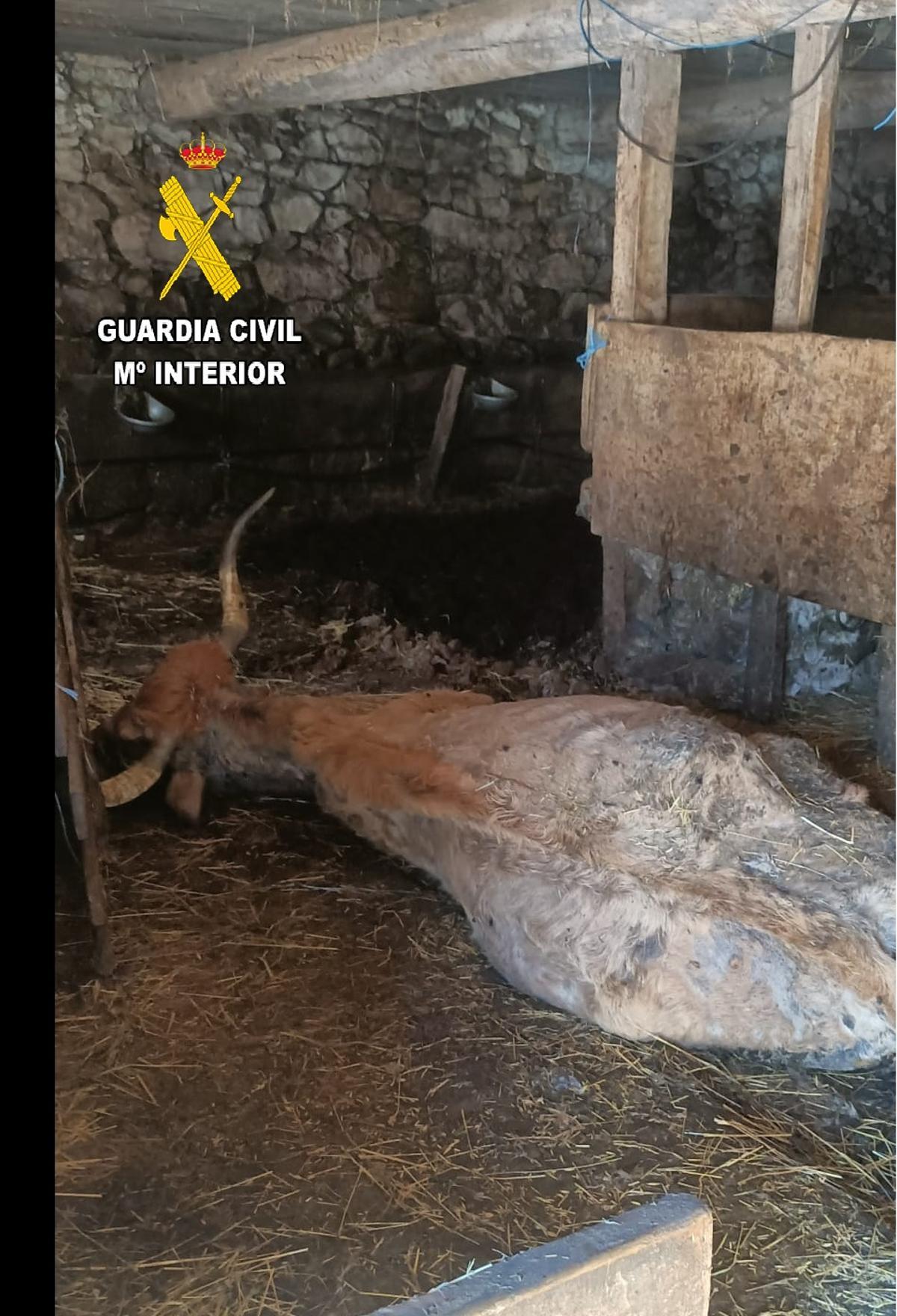 Uno de los animales muertos.