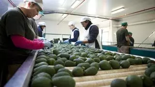 La otra cara de la tostada con aguacate en Andalucía: un cultivo en expansión en el punto de mira de los ecologistas