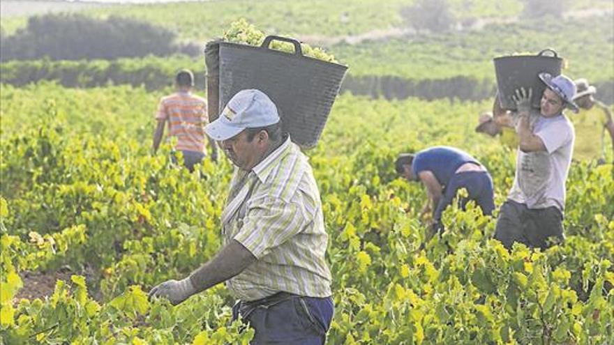 Montilla-Moriles, segunda zona con más producción de uva en Andalucía