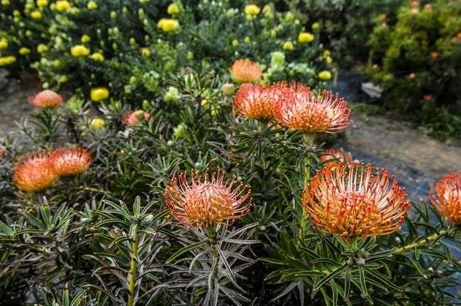 Visita a una plantacion de proteas een la Granja Agrícola del Cabildo. FOTOS: JC CASTRO