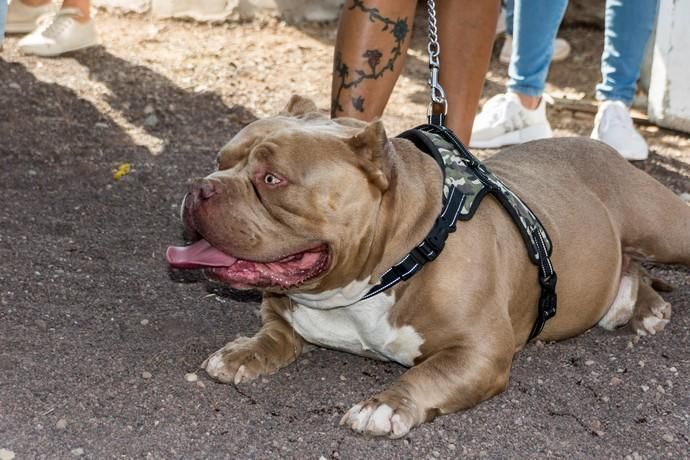 II Feria de Mascotas en Maspalomas