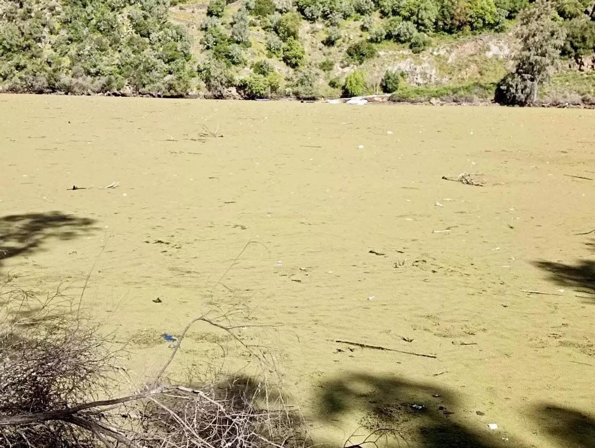 Azolla en Cedillo.